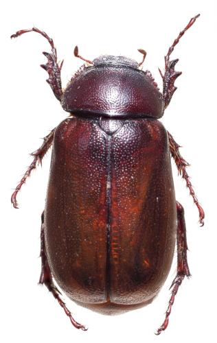 Pentelia serrulata